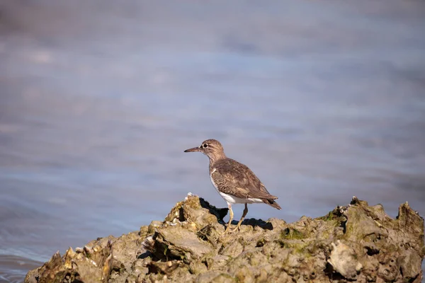 Weniger gelbschenklige küstenvogel tringa flavipes — Stockfoto