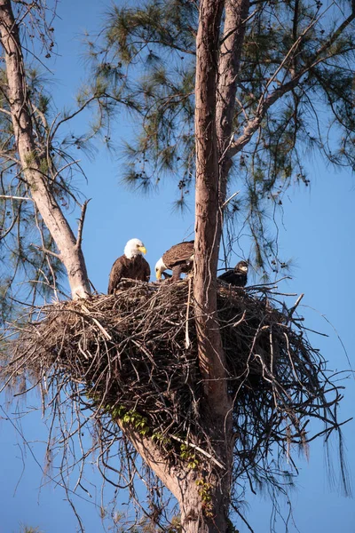 Rodziny dwóch bald eagle Haliaeetus leucocephalus rodziców z t — Zdjęcie stockowe