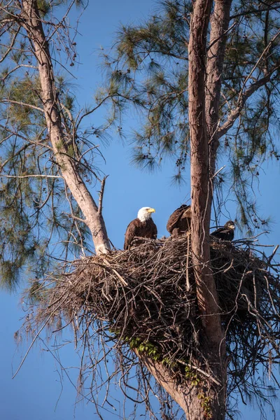 Семья из двух лысых орлов Haliaeetus leucocephalus родителей с t — стоковое фото