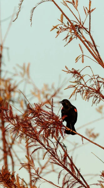 Κόκκινο φτερωτό κότσυφας Agelaius phoeniceus — Φωτογραφία Αρχείου