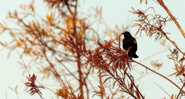 赤い翼クロウタドリ Agelaius phoeniceus — ストック写真