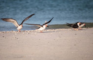 Siyah Kepçe kırlangıçlar Rynchops Nijer Clam plaj sürüsü