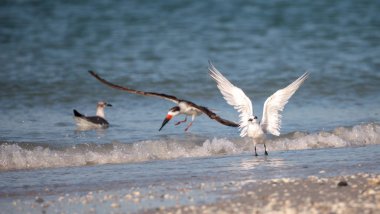 Siyah Kepçe kırlangıçlar Rynchops Nijer Clam plaj sürüsü