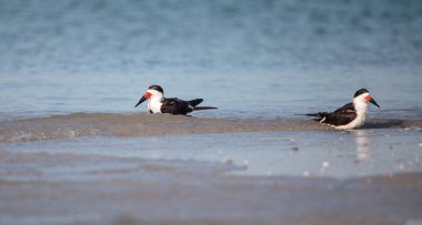 Siyah Kepçe kırlangıçlar Rynchops Nijer Clam plaj sürüsü