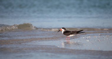 Siyah Kepçe kırlangıçlar Rynchops Nijer Clam plaj sürüsü