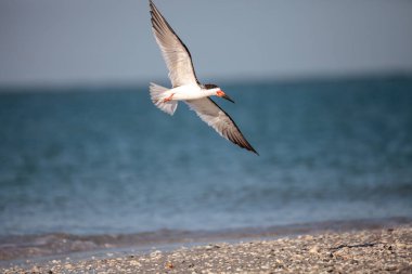 Siyah Kepçe kırlangıçlar Rynchops Nijer Clam plaj sürüsü