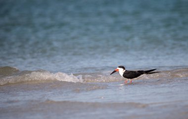 Siyah Kepçe kırlangıçlar Rynchops Nijer Clam plaj sürüsü
