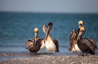 Kahverengi Pelikan kuşu Pelecanus occidentalis