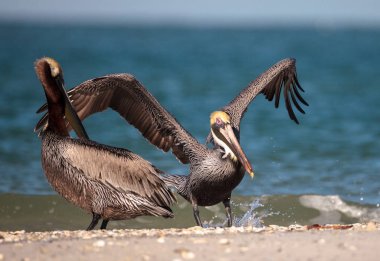 Kahverengi Pelikan kuşu Pelecanus occidentalis