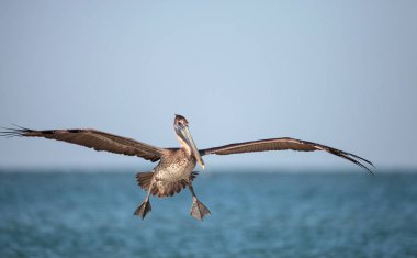 Kahverengi Pelikan kuşu Pelecanus occidentalis