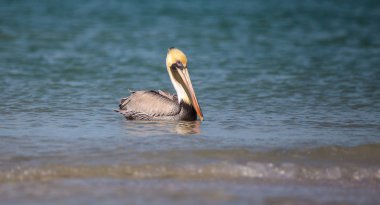 Kahverengi Pelikan kuşu Pelecanus occidentalis