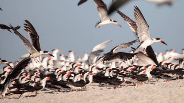 Siyah Kepçe kırlangıçlar Rynchops Nijer Clam plaj sürüsü