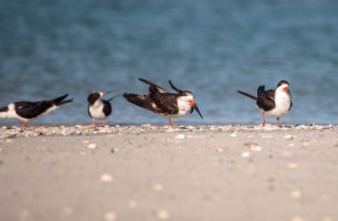 Siyah Kepçe kırlangıçlar Rynchops Nijer Clam plaj sürüsü