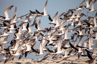 Siyah Kepçe kırlangıçlar Rynchops Nijer Clam plaj sürüsü