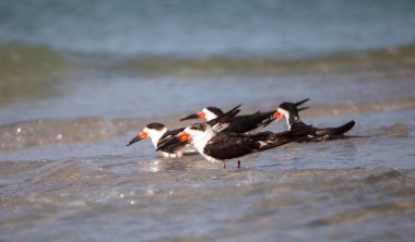 Siyah Kepçe kırlangıçlar Rynchops Nijer Clam plaj sürüsü