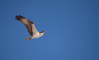Osprey yırtıcı kuş Pandion haliaetus uçan