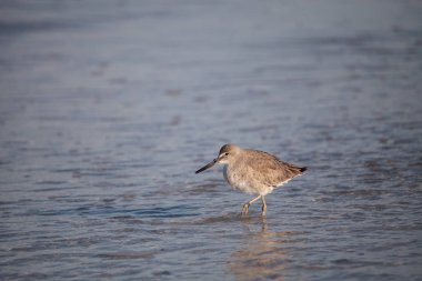 Willet sorusorması Tringa semipalmata midye shore Pass boyunca