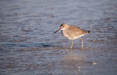 Willet sorusorması Tringa semipalmata midye shore Pass boyunca