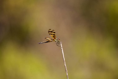 Cadılar Bayramı flama yusufçuk Celithemis eponina