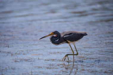 Küçük mavi balıkçıl kuş Egretta caerulea