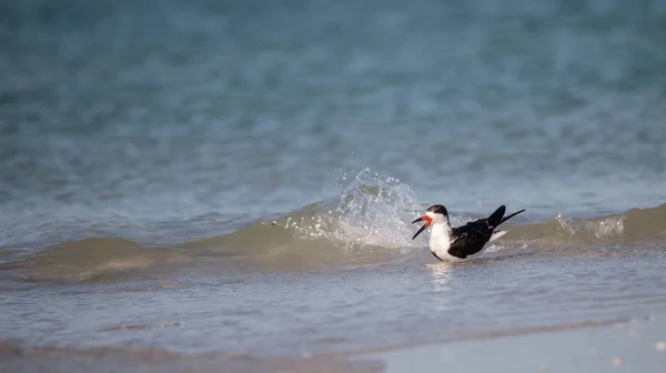 Schwarm schwarzer Seeschwalben rynchops niger am Strand von Venusmuscheln — Stockfoto