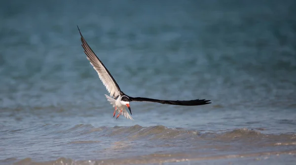 Rebanho de terns skimmer preto Rynchops niger na praia em Amêijoa — Fotografia de Stock