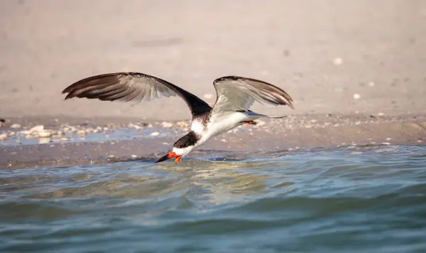 Bandada de negro skimmer terns rynchops niger en la playa en almeja — Foto de Stock