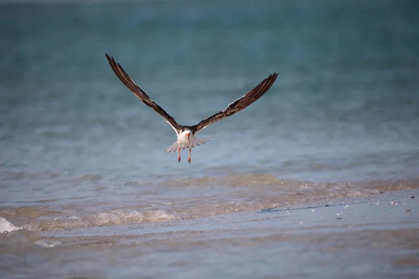 Bandada de negro skimmer terns rynchops niger en la playa en almeja — Foto de Stock