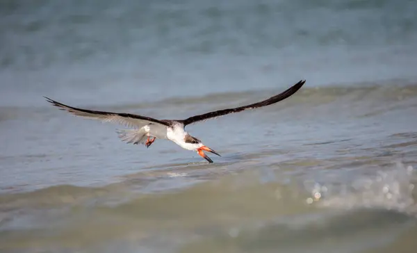 Rebanho de terns skimmer preto Rynchops niger na praia em Amêijoa — Fotografia de Stock