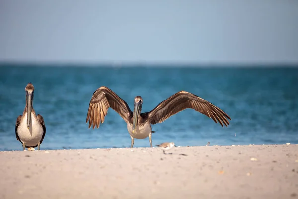 Pélican brun Pelecanus occidentalis — Photo