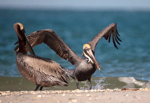 Pelikanvogel pelecanus occidentalis — Stockfoto