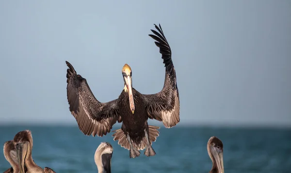 Bruine pelikaan vogel Pelecanus occidentalis — Stockfoto