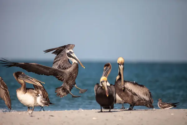 Pássaro pelicano castanho Pelecanus occidentalis — Fotografia de Stock