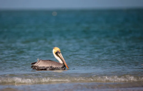 Bruine pelikaan vogel Pelecanus occidentalis — Stockfoto