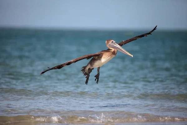 Pelikán hnědý pták Pelecanus occidentalis — Stock fotografie