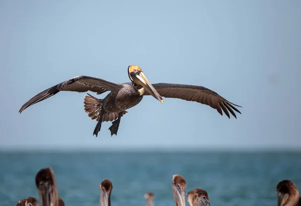 Pelikanvogel pelecanus occidentalis — Stockfoto