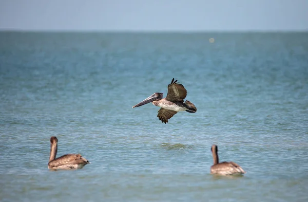 Pelikán hnědý pták Pelecanus occidentalis — Stock fotografie