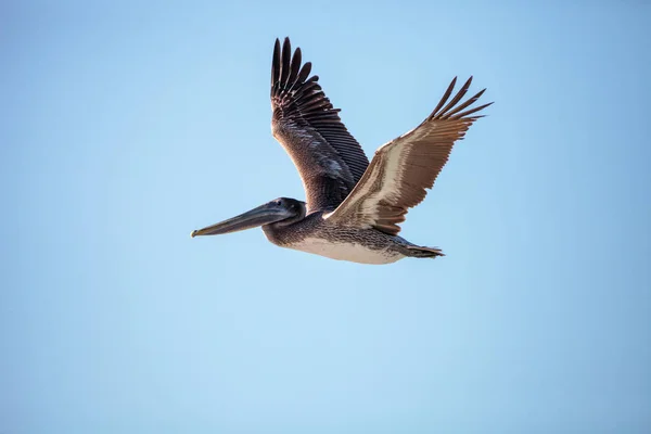 Brown pelican bird Pelecanus occidentalis — Stock Photo, Image
