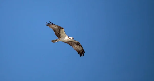 물 수리 새의 먹이 Pandion haliaetus 비행 — 스톡 사진