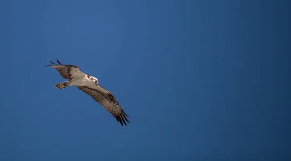 물 수리 새의 먹이 Pandion haliaetus 비행 — 스톡 사진