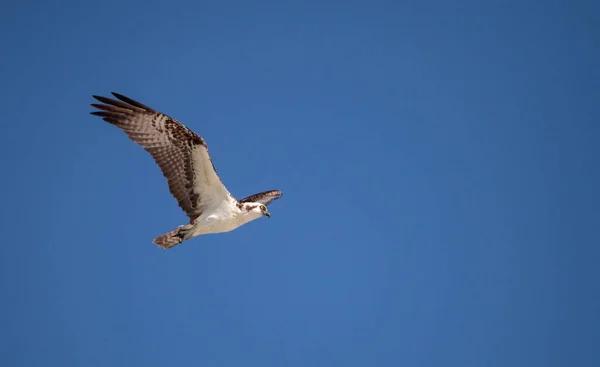 물 수리 새의 먹이 Pandion haliaetus 비행 — 스톡 사진