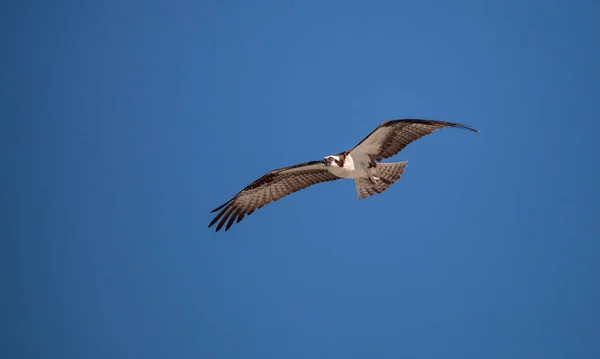 물 수리 새의 먹이 Pandion haliaetus 비행 — 스톡 사진