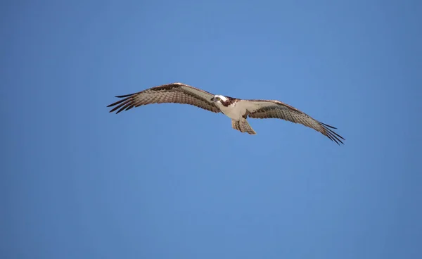 Osprey Roofvogel Pandion haliaetus vliegen — Stockfoto