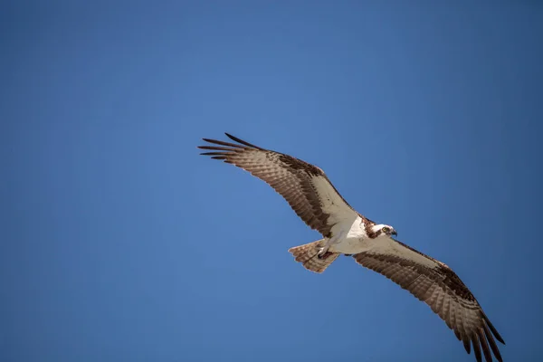 물 수리 새의 먹이 Pandion haliaetus 비행 — 스톡 사진