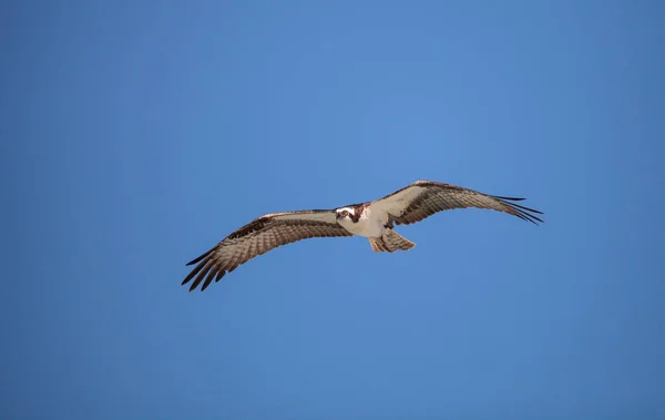 물 수리 새의 먹이 Pandion haliaetus 비행 — 스톡 사진