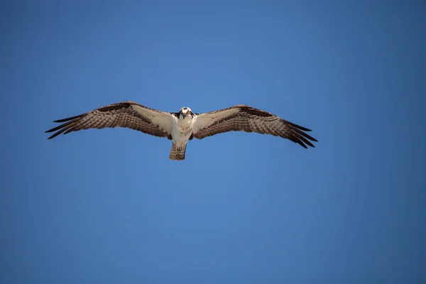 물 수리 새의 먹이 Pandion haliaetus 비행 — 스톡 사진