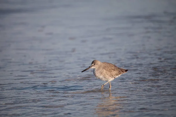 Oiseau de rivage Willet Tringa semipalmata le long de la rive du col Clam — Photo