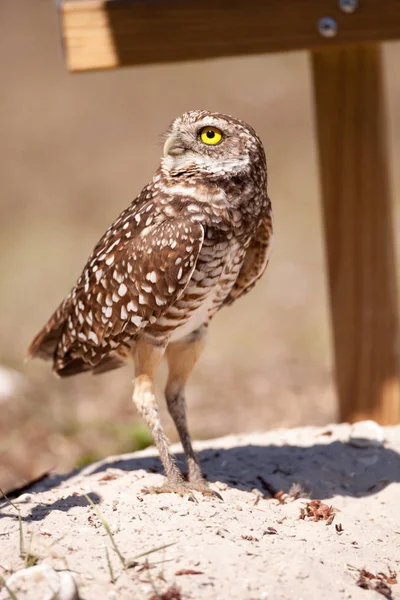 Üregi bagoly Athene cunicularia — Stock Fotó