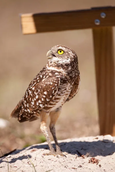 Coruja-do-bosque Athene cunicularia — Fotografia de Stock