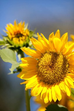 Parlak sarı Vincent taze ayçiçeği Helianthus annuus